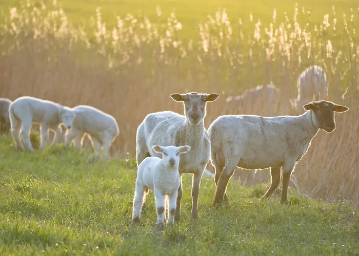 Alte Schule Welt Appartamento *